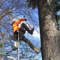 potature alberi ad alto fusto macerata tree climbing